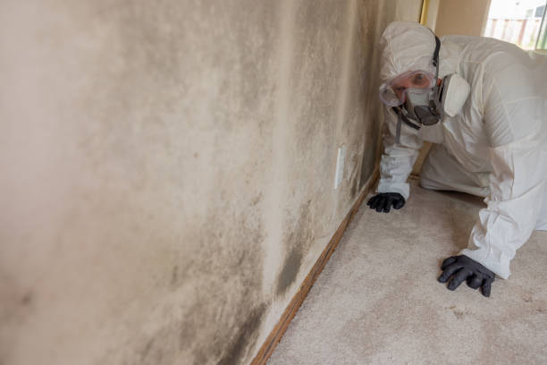 Best Emergency Mold Remediation in La Puente, CA