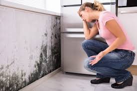 Best Basement Mold Removal in La Puente, CA